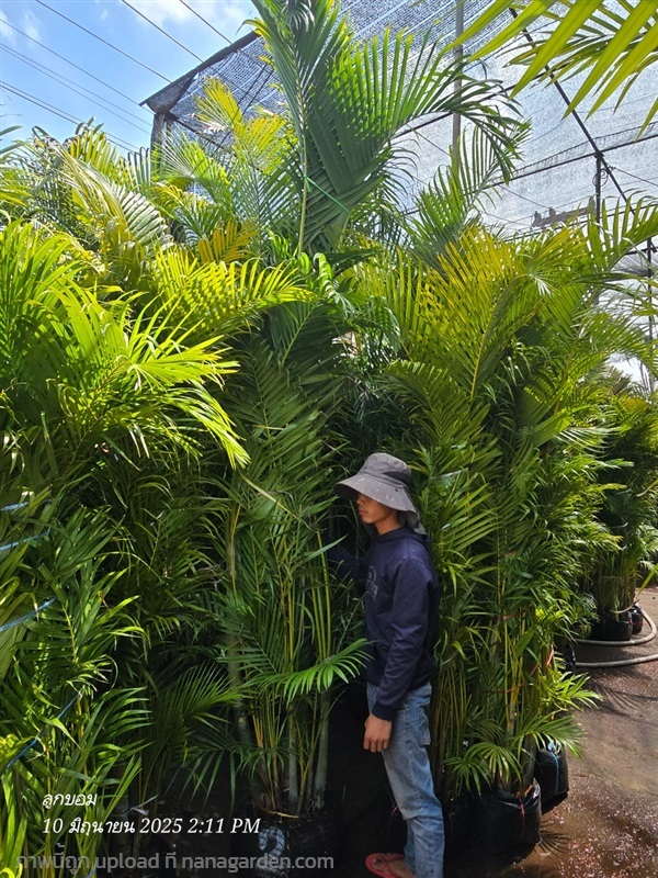 หมากเหลือง3เมตรเย็บตุ้มแสลน | สวนป้านิตย์ ปราจีนบุรี - เมืองปราจีนบุรี ปราจีนบุรี