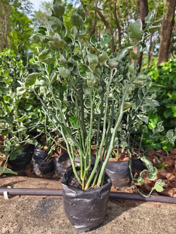 ต้นแสยกกวักเงินกวักทองใบด่าง zigzag plant  | Alungkarn - เมืองราชบุรี ราชบุรี