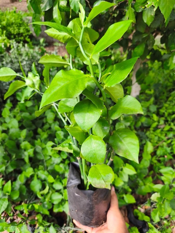 ต้นแสยกเขียว Zigzag Plant | Alungkarn - เมืองราชบุรี ราชบุรี