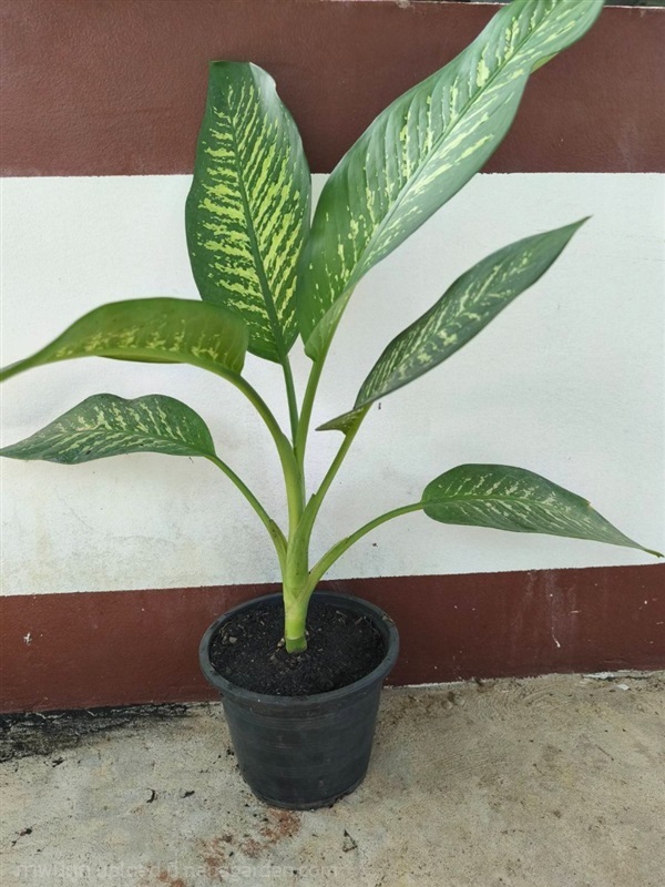 ต้นสาวน้อยประแป้ง dumb cane ไม้มงคล ไม้พุ่ม | Alungkarn - เมืองราชบุรี ราชบุรี