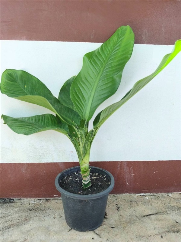 ต้นเศรษฐีวิลสัน Dumb Cane Plants  | Alungkarn - เมืองราชบุรี ราชบุรี