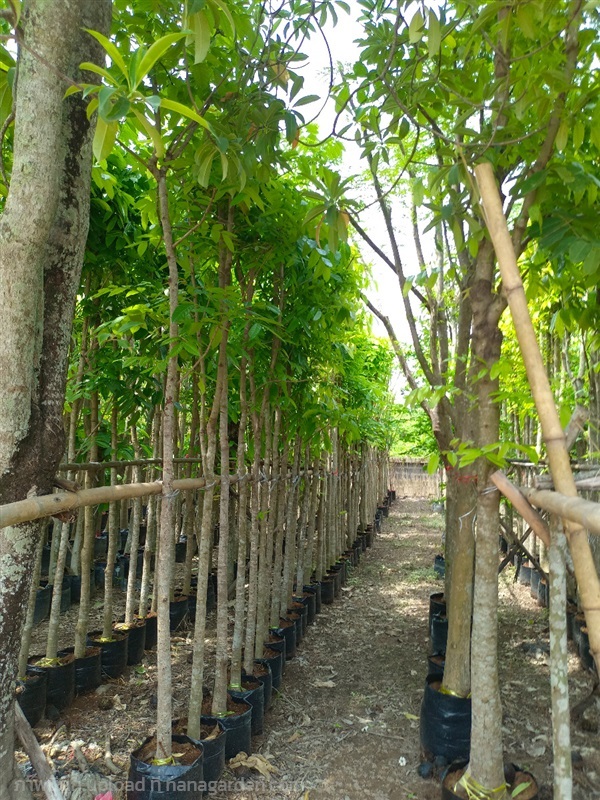 ขาย ต้นมะฮอกกานี ขนาด2 นิ้วสูง 3เมตร | วุฒิไม้ล้อม - แก่งคอย สระบุรี