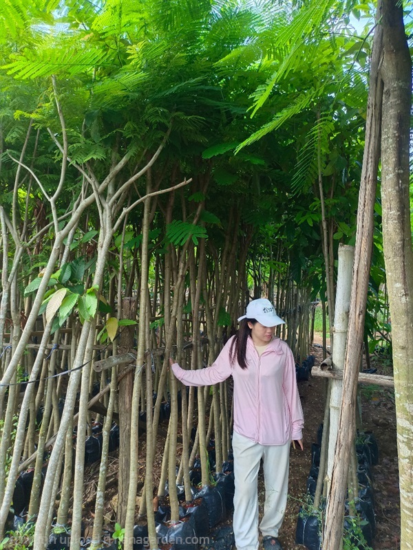 ขายต้นหางนกยูงฝรั่ง ขนาด 1.5 นิ้ว สูง 2-2.5 เมตร | วุฒิไม้ล้อม - แก่งคอย สระบุรี