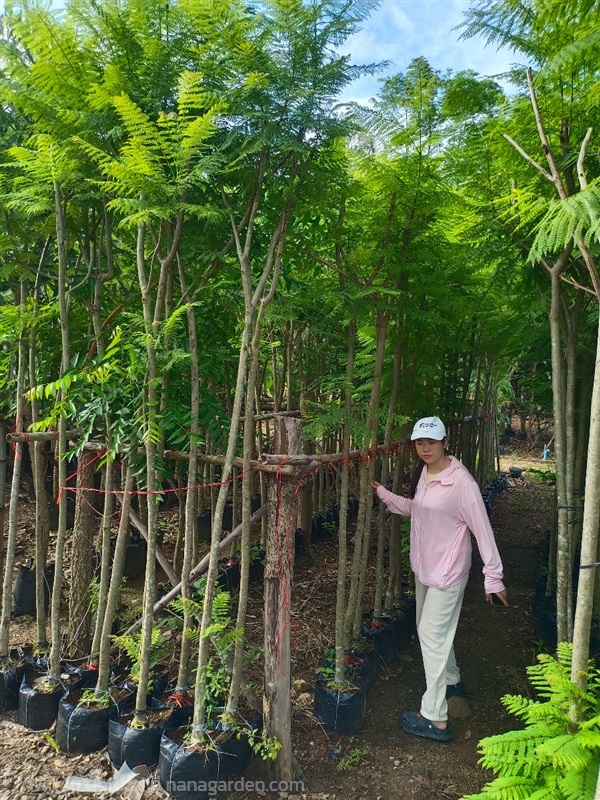 ขาย ต้นศรีตรัง ขนาด 1.5นิ้ว สูง 2-2.5เมตร | วุฒิไม้ล้อม - แก่งคอย สระบุรี