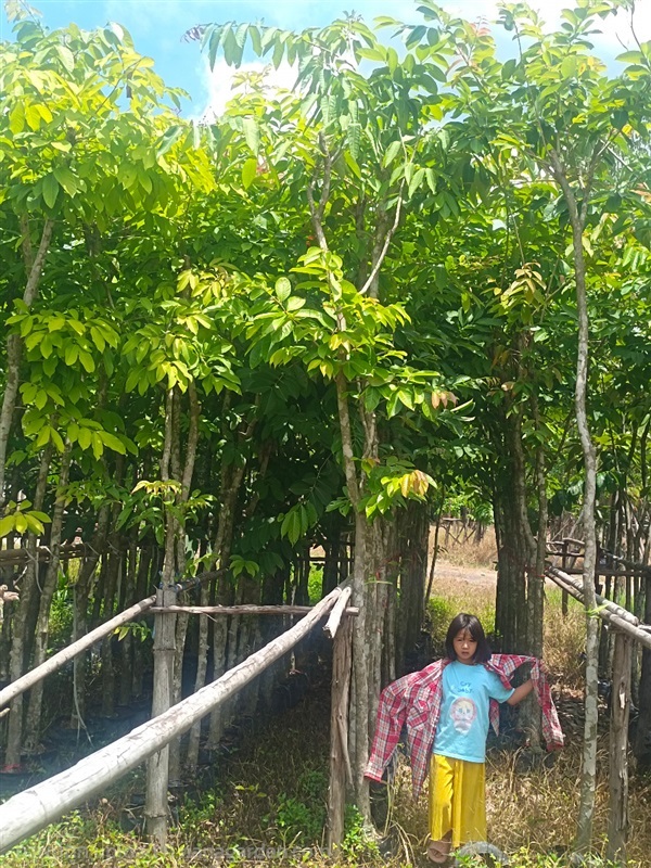 ขายต้นอินทนิลน้ำ ขนาด 2 นิ้วสูง 3เมตร | วุฒิไม้ล้อม - แก่งคอย สระบุรี