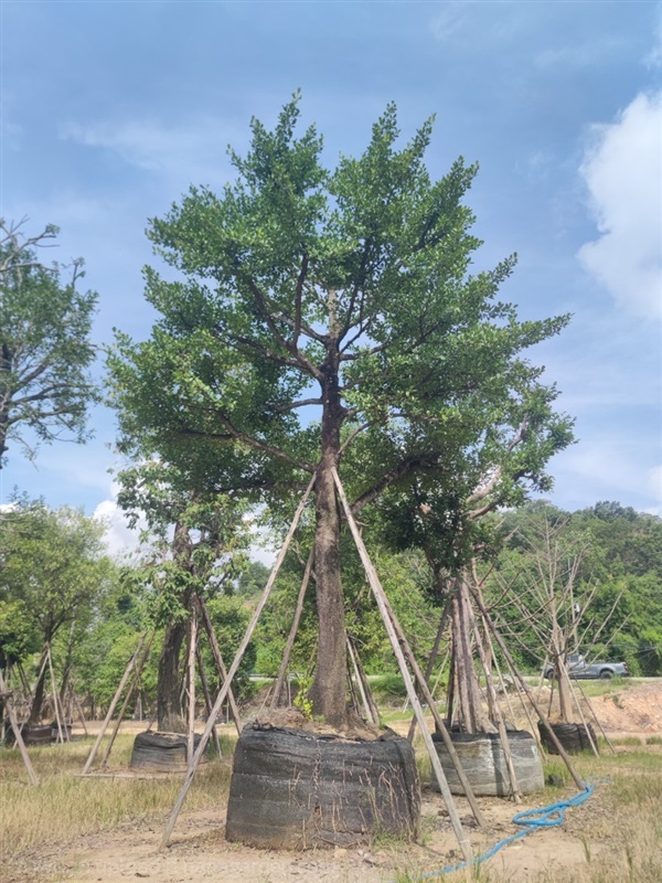 มั่งมี  | สวนเลิศทรัพย์ พันธุ์ไม้ - แก่งคอย สระบุรี