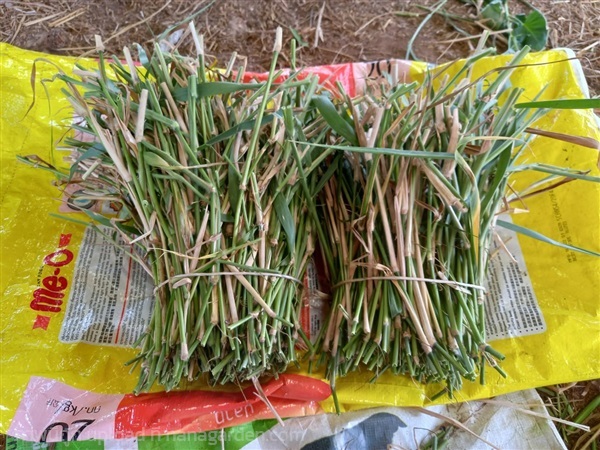 ท่อนพันธุ์หญ้าขน สำหรับปักชำ | เมล็ดพันธุ์ดี เกษตรวิถีไทย - เมืองระยอง ระยอง