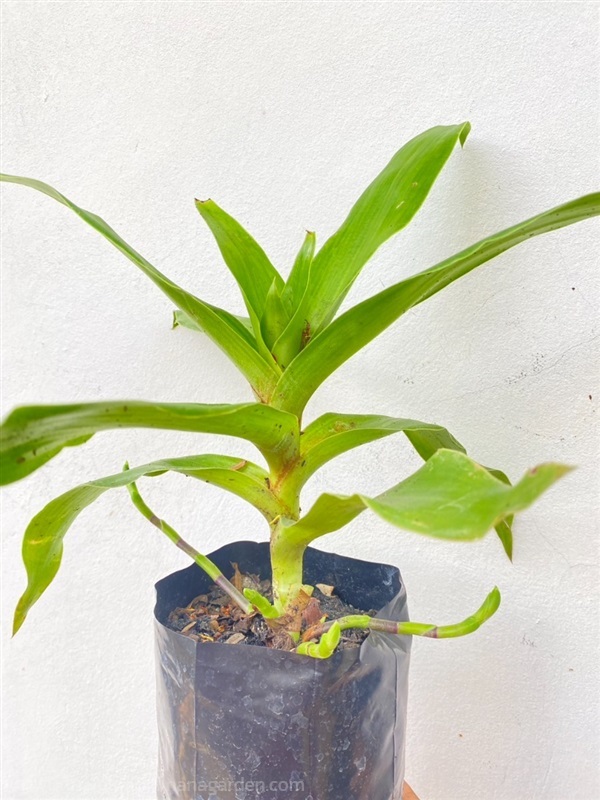 วาสนาเลื้อย หาบเงินหาบทอง Basket Plant | Alungkarn - เมืองราชบุรี ราชบุรี