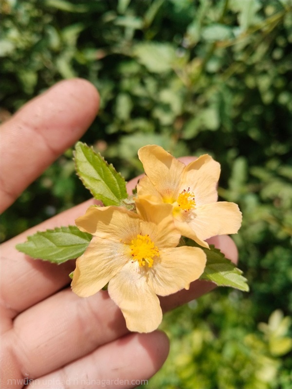#หญ้าขัดดาย Sida spinosa   | เมล็ดพันธุ์ดี เกษตรวิถีไทย - เมืองระยอง ระยอง