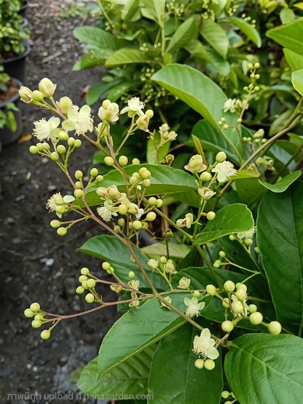 รสสุคนธ์ กระถาง 15 นิ้ว ต้นใหญ่สูง 1.50 เมตร (กทม) | Kiattisak Pailay - บางกอกน้อย กรุงเทพมหานคร