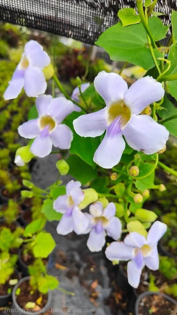 สร้อยอินทนิล กระถาง 15 นิ้ว ต้นสูง 1.50 เมตร (กทม) | Kiattisak Pailay - บางกอกน้อย กรุงเทพมหานคร