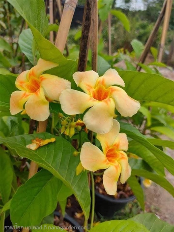 บานบุรีหอม ต้นใหญ่กระถาง 15 นิ้ว ต้นสูง 1.50 เมตร  | Kiattisak Pailay - บางกอกน้อย กรุงเทพมหานคร