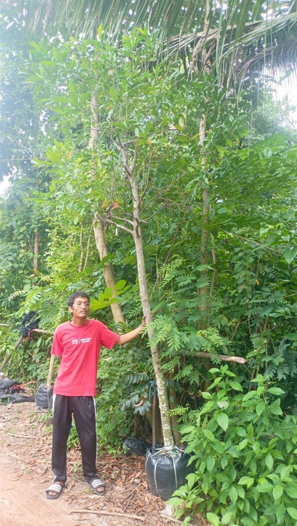 ต้นรุทรักษะหรือน้ำตาพระศิวะ | สวนสดชื่นพันธุ์ไม้ - บ้านนา นครนายก
