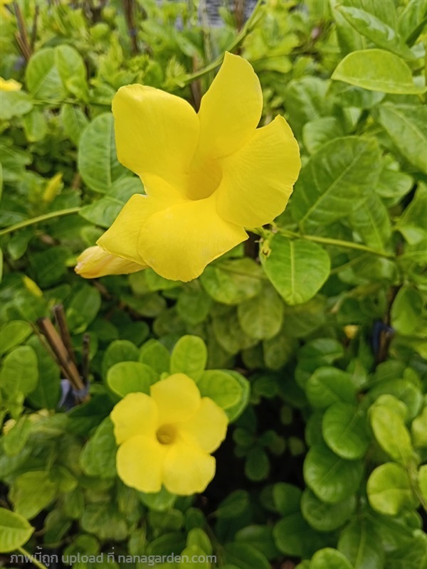 จันทร์กระจ่างฟ้า กระถาง 8 นิ้ว ต้นสวย (กทม) | Kiattisak Pailay - บางกอกน้อย กรุงเทพมหานคร