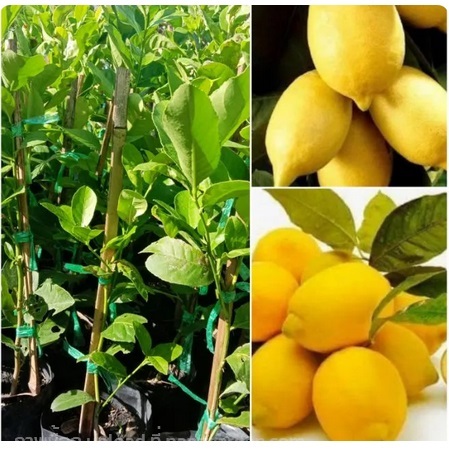 ต้นตอนเลมอน | พันเก้าฟาร์มเอาท์เล็ท - วังน้ำเขียว นครราชสีมา