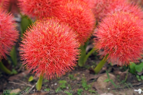 ว่านแสงอาทิตย์ | พันเก้าฟาร์มเอาท์เล็ท - วังน้ำเขียว นครราชสีมา