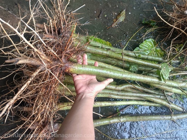กระทุ่มนา กระท่อมขี้หมู เสียบยอด | เนตรนภาพันธุ์ไม้ - เมืองตรัง ตรัง