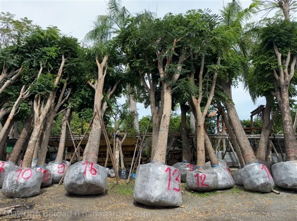 Albizia lebbeck (L.) Benth. (จามจุรีสีทอง) | สวนธนารมย์ - ศรีประจันต์ สุพรรณบุรี