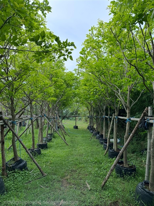 Pongamia pinnata (หยีน้ำ) | สวนธนารมย์ - ศรีประจันต์ สุพรรณบุรี