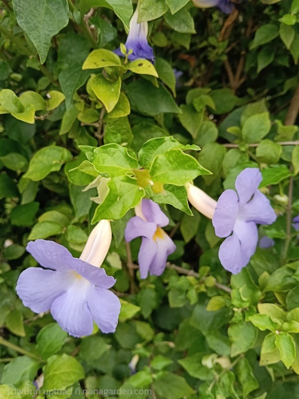ช้องนางสีอ่อน กระถาง 11 นิ้ว ต้นสวย (กทม) | Kiattisak Pailay - บางกอกน้อย กรุงเทพมหานคร