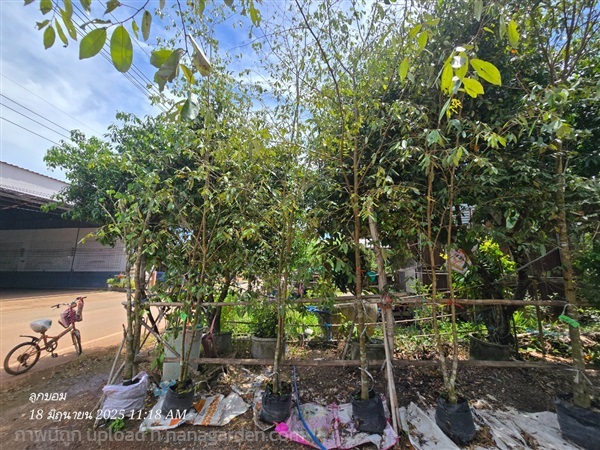 ต้นรวงผึ้ง2"+ | สวนป้านิตย์ ปราจีนบุรี - เมืองปราจีนบุรี ปราจีนบุรี