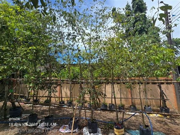 รวงผึ้ง ไม้นิ้วครึ่ง | สวนป้านิตย์ ปราจีนบุรี - เมืองปราจีนบุรี ปราจีนบุรี