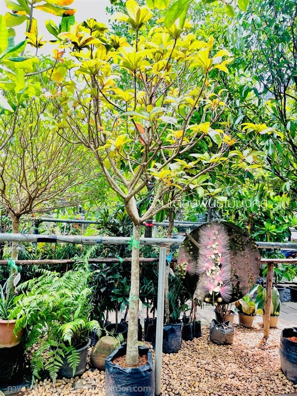 ต้นจิกมุจลินทร์ | เดือนพันธุ์ไม้มงคล - บางใหญ่ นนทบุรี
