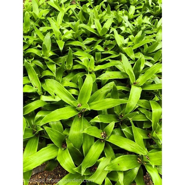 วาสนาเลื้อย หาบเงินหาบทอง Basket Plant | Alungkarn - เมืองราชบุรี ราชบุรี