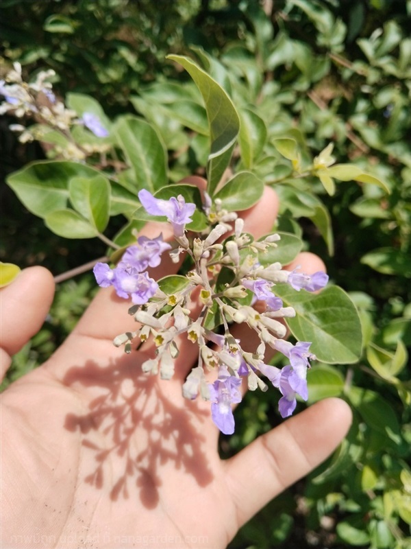 คนทีสอขาว ขายเมล็ดพันธุ์/กิ่งปักชำ/ทั้งต้นสด | เมล็ดพันธุ์ดี เกษตรวิถีไทย - เมืองระยอง ระยอง
