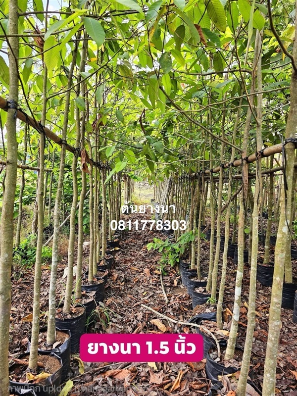 ต้นยางนา | สวนไผ่เลี้ยง - เมืองปราจีนบุรี ปราจีนบุรี