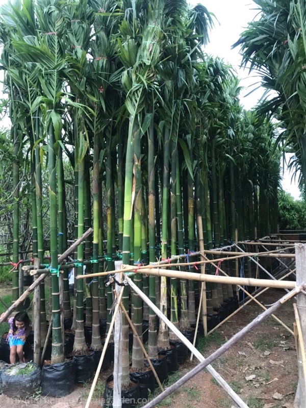 ต้นหมากสงสูง 3 เมตร | สวนไผ่เลี้ยง - เมืองปราจีนบุรี ปราจีนบุรี