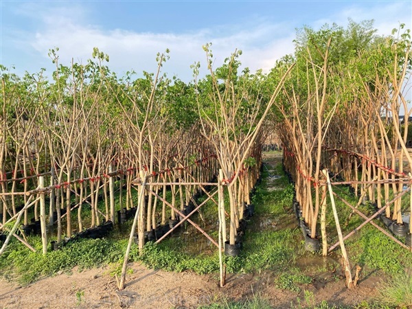 ต้นจามจุรี | สวนไผ่เลี้ยง - เมืองปราจีนบุรี ปราจีนบุรี