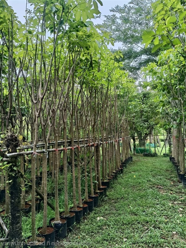 ต้นชมพูพันทิพย์ | สวนไผ่เลี้ยง - เมืองปราจีนบุรี ปราจีนบุรี