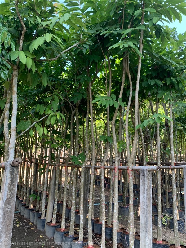 ต้นอินทนิล | สวนไผ่เลี้ยง - เมืองปราจีนบุรี ปราจีนบุรี