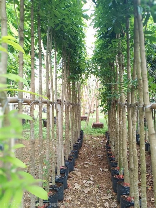 ต้นมะฮอกกานี | สวนไผ่เลี้ยง - เมืองปราจีนบุรี ปราจีนบุรี