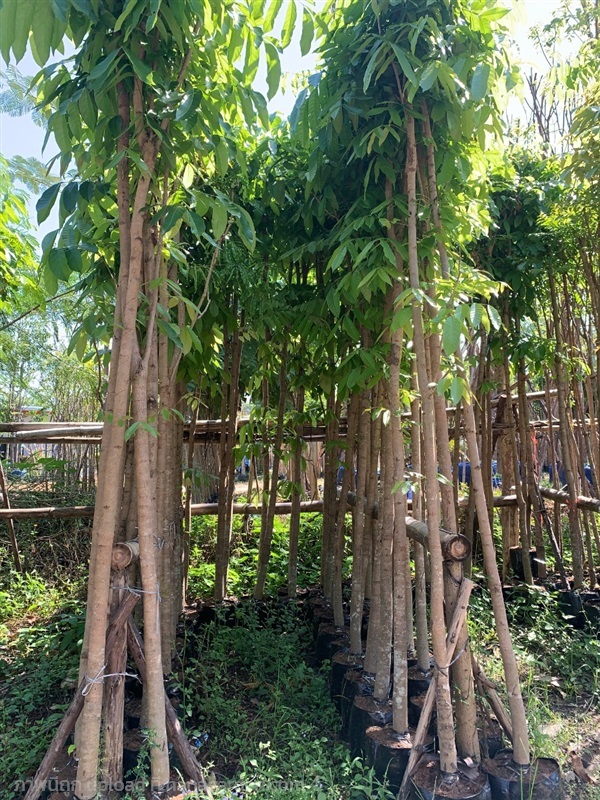 ต้นมะฮอกกานี | สวนไผ่เลี้ยง - เมืองปราจีนบุรี ปราจีนบุรี
