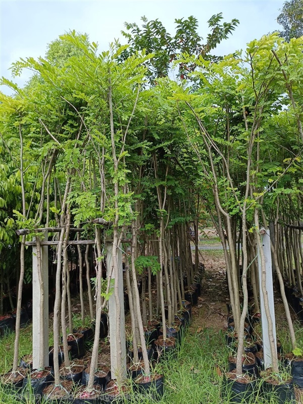 ต้นประดู่แดง | สวนไผ่เลี้ยง - เมืองปราจีนบุรี ปราจีนบุรี