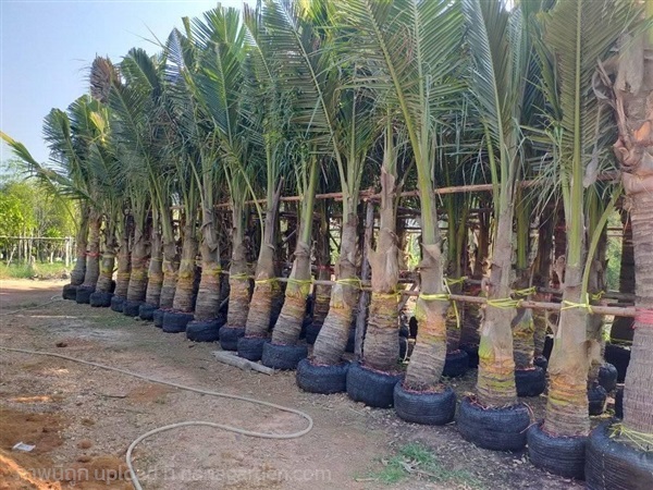ต้นมะพร้าวสูง 1 เมตรคอวี | สวนไผ่เลี้ยง - เมืองปราจีนบุรี ปราจีนบุรี