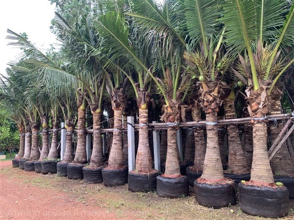 มะพร้าว1.50เมตรปลายใบ | สวนไผ่เลี้ยง - เมืองปราจีนบุรี ปราจีนบุรี