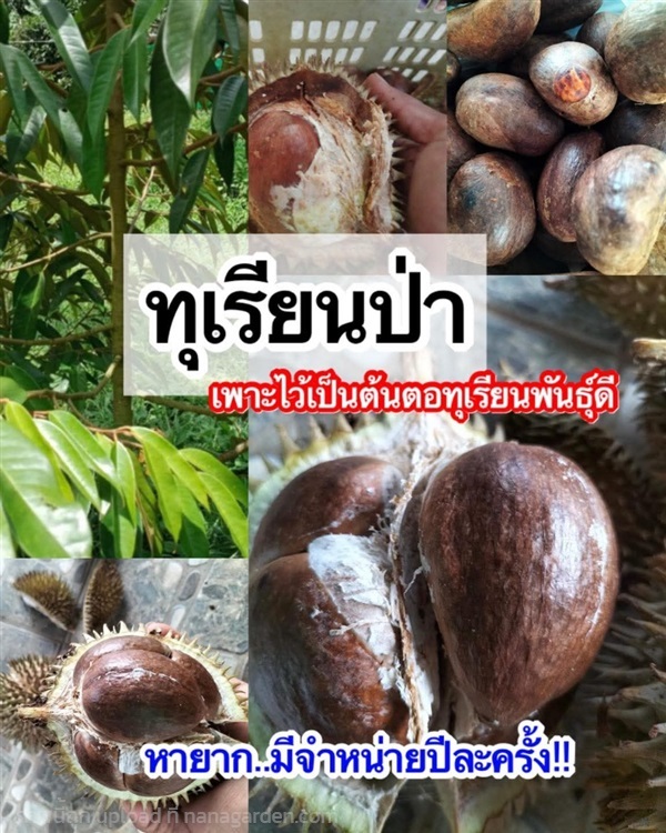 ทุเรียนป่า ขายเมล็ดพันธุ์ | เมล็ดพันธุ์ดี เกษตรวิถีไทย - เมืองระยอง ระยอง