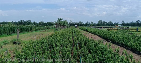 ไทรเกาหลี | บริษัท สวนศรัณย์ วอเตอร์ โปร จำกัด - คลองสามวา กรุงเทพมหานคร