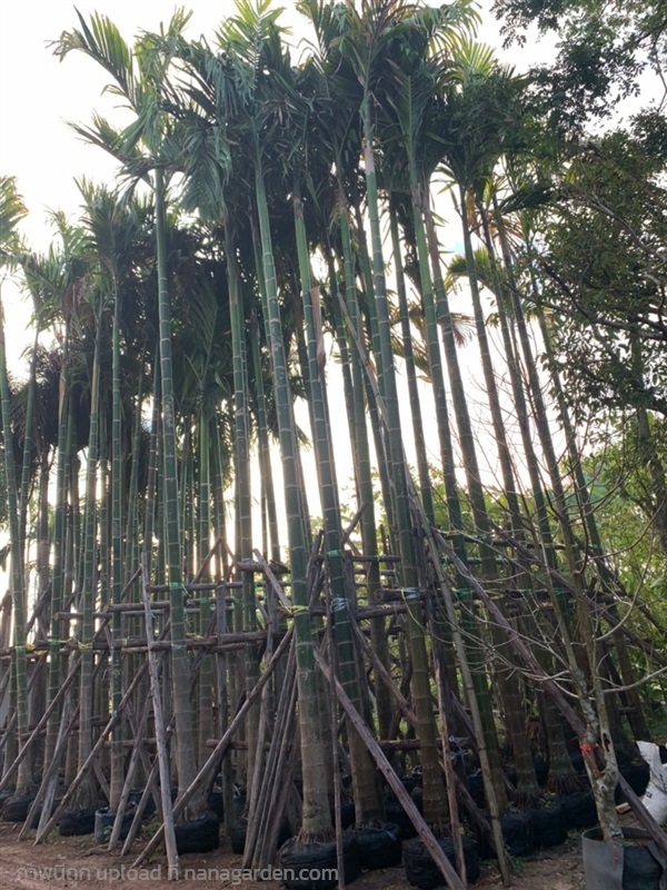 ต้นหมากสงสูง5เมตร | สวนดารินทร์ -  ปราจีนบุรี