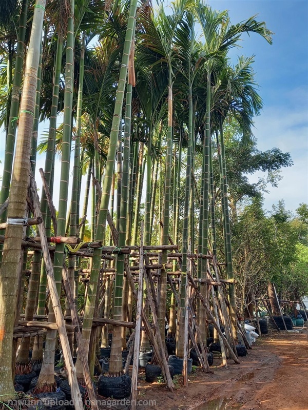 ต้นหมากสงสูง5เมตร | สวนดารินทร์ -  ปราจีนบุรี