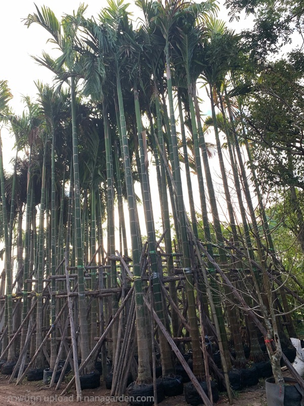 ต้นหมากสูง10เมตร | สวนดารินทร์ -  ปราจีนบุรี