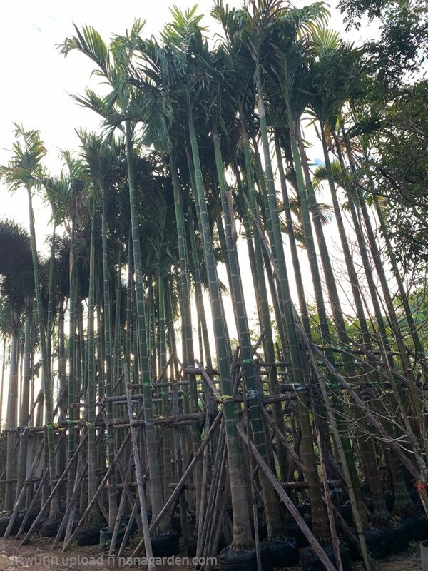 ต้นหมากสงสูง10เมตร | สวนดารินทร์ -  ปราจีนบุรี