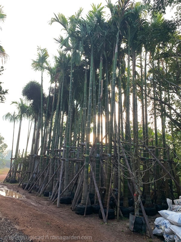 ต้นหมากสงสูง10เมตร | สวนดารินทร์ -  ปราจีนบุรี