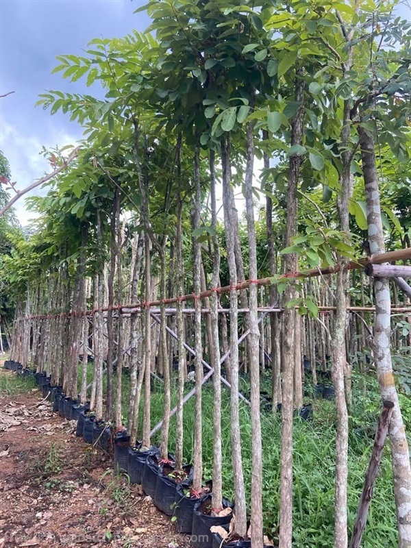 ต้นเสลา | สวนไผ่เลี้ยง - เมืองปราจีนบุรี ปราจีนบุรี