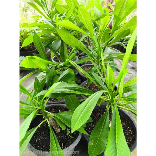 ต้นลีลาวดี ต้นลีลาวดีลั่นทม Plumeria ไม้ดอกยืนต้น | Alungkarn - เมืองราชบุรี ราชบุรี