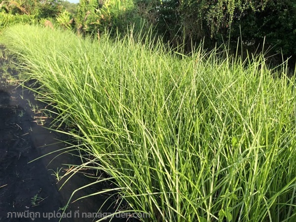 ต้นหญ้าแฝก | สวนไผ่เลี้ยง - เมืองปราจีนบุรี ปราจีนบุรี