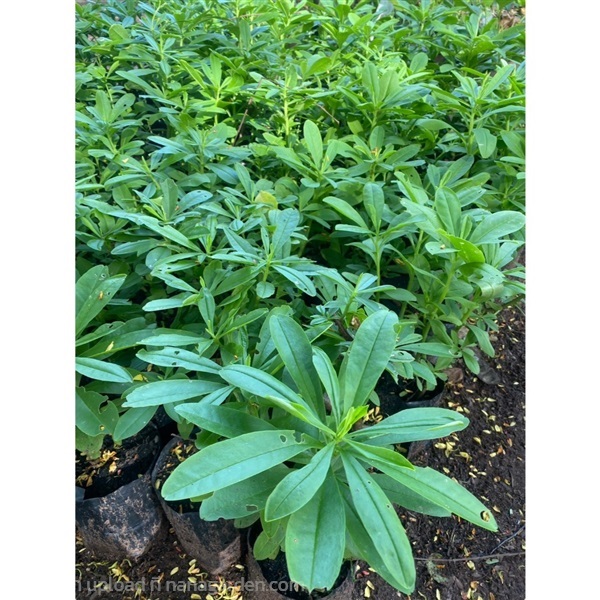 ต้นโสมไทย Talinum paniculatum | Alungkarn - เมืองราชบุรี ราชบุรี